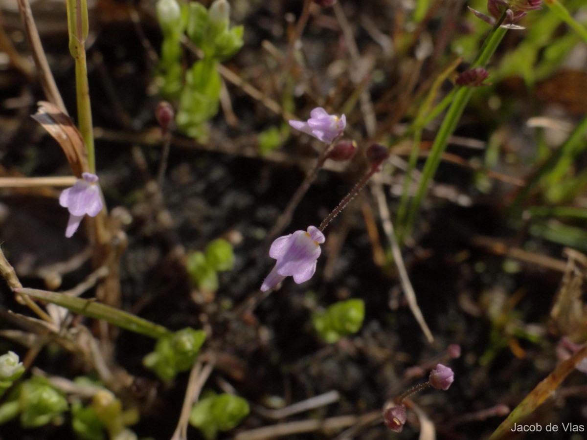 Utricularia hirta Klein ex Link